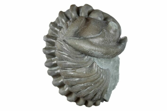 Wide Enrolled Flexicalymene Trilobite - Mt Orab, Ohio #257796